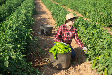 Latin woman harvesting green pepper on vegetable field.