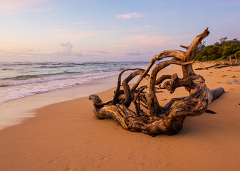 Morning Light on Driftwood and The Sandy Shore of Lydgate Beach, Lydgate Beach Park, Kauai, Hawaii, USA - obrazy, fototapety, plakaty