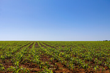 Fototapeta na wymiar Corn field growing with a clear sky in the background. Agriculture background