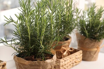 Aromatic green rosemary in pot on windowsill, closeup
