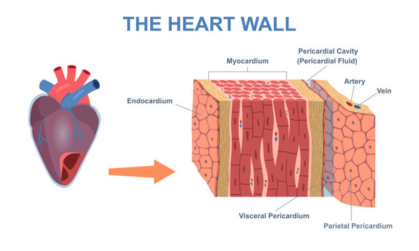 Wall heart structure. Human organ anatomy diagram. Medical cardiology with internal membrane and visceral or parietal pericardium. Flat vector infographics with veins, arteries and myocardium