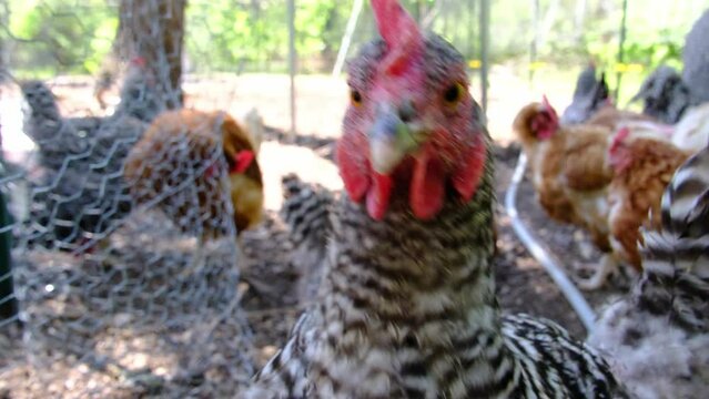 Hand held close up and slow motion of chicken while standing in the large enclosure being cage free organically raised .