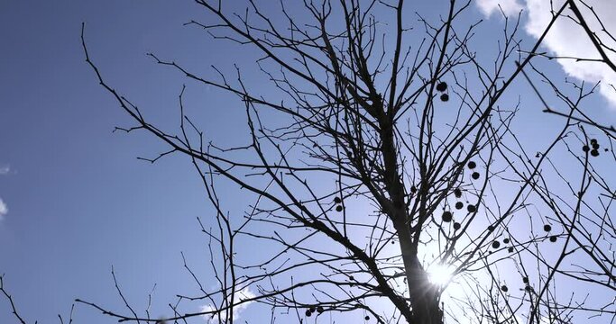 sycamore tree in sunny weather in early spring, young sycamore without foliage in early spring