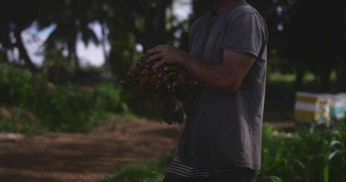 Farmer digging and picking turmeric roots from the ground
