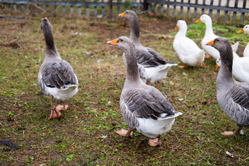 Domestic geese graze. Geese in a courtyard. Free range poultry farming