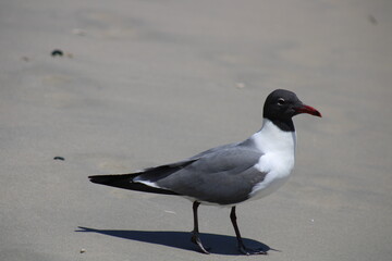 Black-Headed Gull