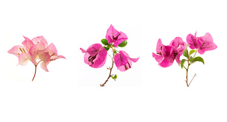 Pink flowers isolated on white background.
