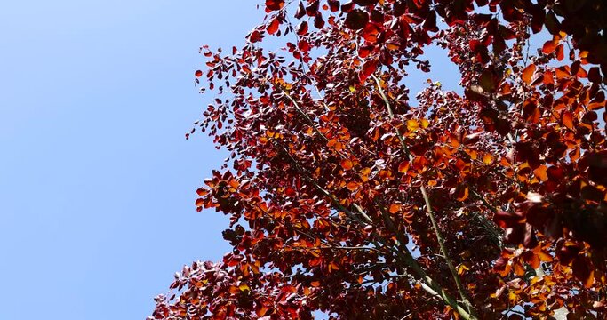 a red beech tree in the spring season, a beautiful red beech tree against the blue sky in spring