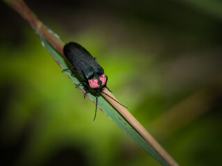 【昆虫】葉の上に止まったゲンジボタル