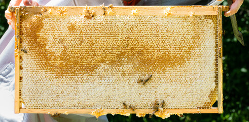 Beekeeper holding up a capped frame of honey