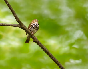 Ovenbird on tree branch, portrait on green background