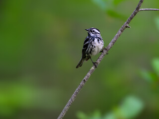 Black-and-white Warbler on tree branch, portrait on green background