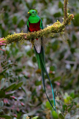 Male Resplendent Quetzal in Costa Rica with trees background 