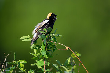 Bobolink portrait on green background in Spring