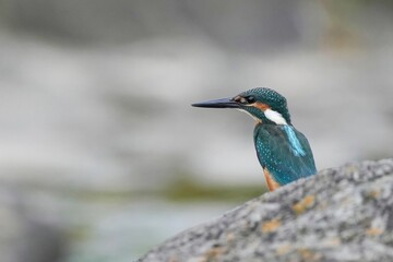 岩にとまってくつろぐカワセミ オス