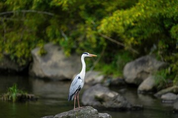 岩の上でのんびりくつろぐアオサギ