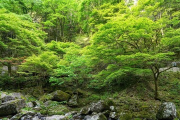 Obraz premium 新緑に包まれた赤目四十八滝渓谷の情景