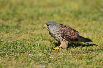 つかまえた餌を芝生の上で食べる繁殖期のチョウゲンボウ オス