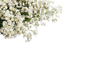 delicate babys breath blossoms as a frame border, isolated with negative space for layouts