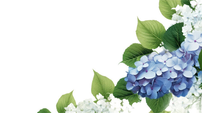 cascading hydrangea blooms as a frame border, isolated with negative space for layouts
