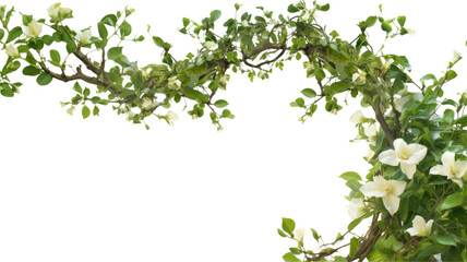Obraz na płótnie Canvas twisting jasmine vines as a frame border, isolated with negative space for layouts