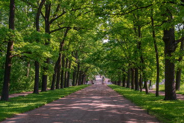 Ramp alley in the Catherine Park of Tsarskoye Selo on a sunny summer day, Pushkin, St. Petersburg,...