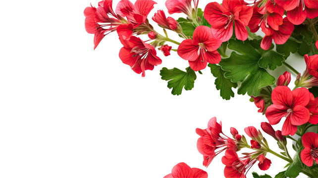vibrant geranium blooms as a frame border, isolated with negative space for layouts