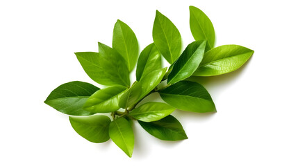 Fresh green citrus leaves isolated on white background Generative AI