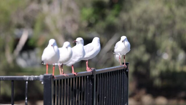 Footage of Seagulls Standing in Line