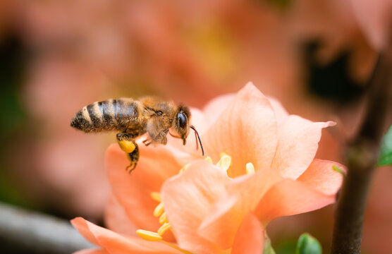 Honey bee with pollen baskets flying to forage on a peach Chaenomeles speciosa