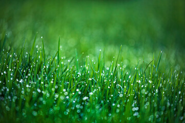 Natural green grass background, fresh lawn with rain drops shallow dept of field