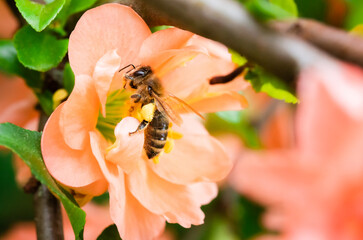 Honey bee with pollen baskets foraging on a peach Chaenomeles speciosa