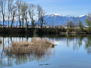 Obraz premium Early spring atmosphere in the Old Rhine Nature Park, Lustenau (Austria) - Vorfrühlings Stimmung im Naturpark Alter Rhein or Naturpark am Alten Rhein, Lustenau - Österreich (Osterreich or Oesterreich)