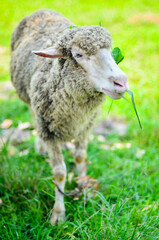 Obraz na płótnie Canvas A sheep on the grass yard