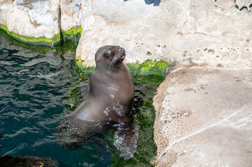 Seal exhibit inside the popular Vancouver Aquarium attraction.