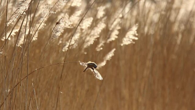 Bearded reedling sways in breeze on end of reed in reedbed as its eating seeds