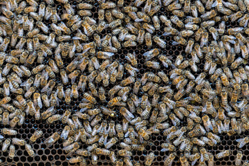 Colony of bees on honeycomb in apiary. Beekeeping in countryside. Wooden frame with honeycombs, closeup