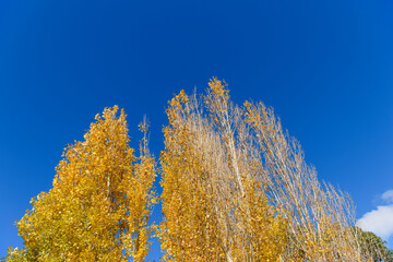 Autumn Colours In Kyneton, Victoria, Australia