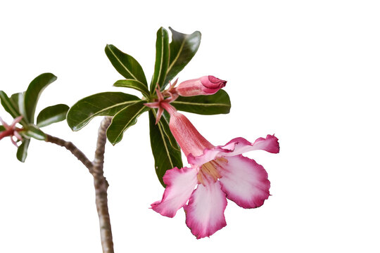 Pink flowers  and green leaf isolated on white background with path.Pink flowers