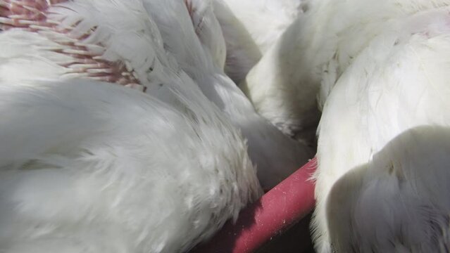 Extreme close up of cluster of white broilers while feeding from container while being held in enclosure cage free organically raised for delicious meat.