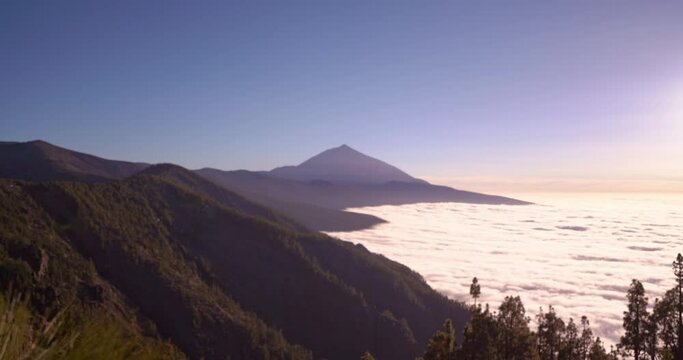 revealing shot of mount teide pine tree branches and needles during golden hour sunset light