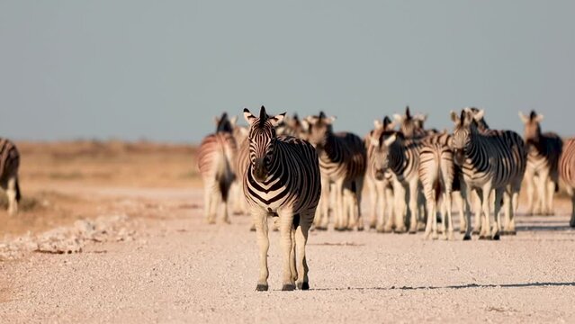 Group of Zebras in Etosha National Park, Namibia, wildlife footage of the animals in their natural habitat