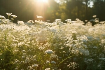Fototapeta na wymiar sunlit field of white flowers Generative AI