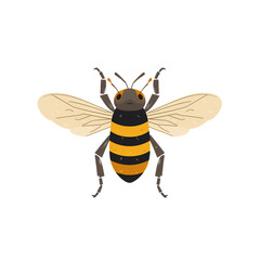 bee on transparent background