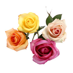 Colorful Roses on Transparent Background