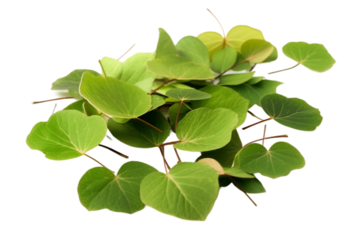 leaves isolated on transparent background
