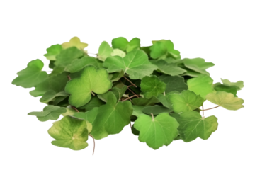 leaves isolated on transparent background