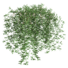 White rosa banksiae or Ivy green with leaf. Png transparency