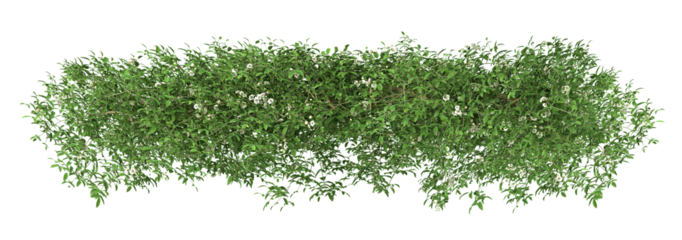 White rosa banksiae or Ivy green with leaf. Png transparency