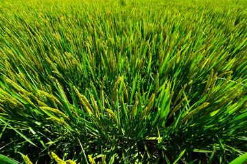 Mature rice in rice field, The rice fields are under the blue sky.